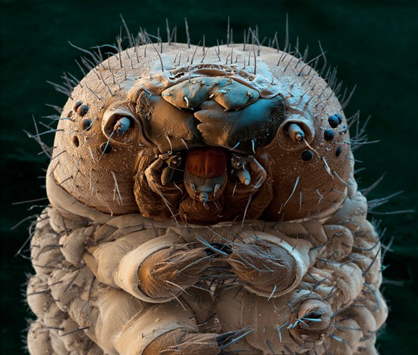 6-Silkworm-Moth-Caterpillar_tn