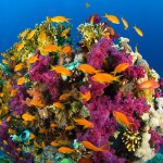 Самые красивые коралловые рифы планеты