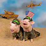 Свиньи в армии
