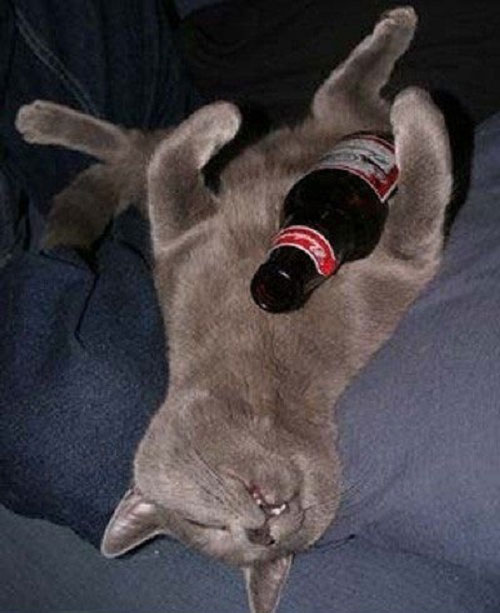 drunkcat