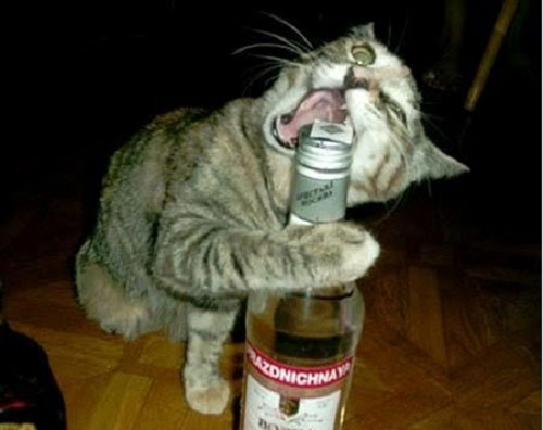drunkcat2