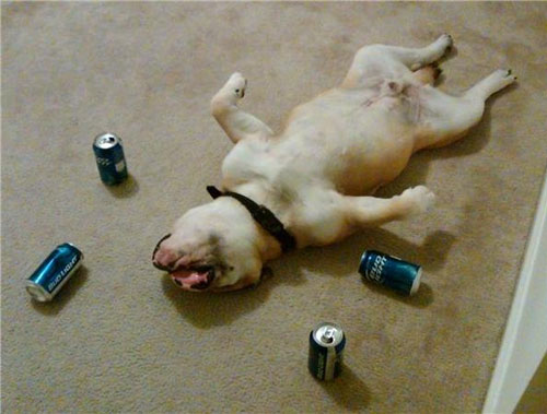 drunkdog