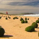 На австралийском пляже появились тысячи непонятных зелёных шаров (Видео)