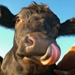 Латвийские фермеры вынуждены распродавать коров