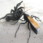 Эпичная схватка осы и тарантула (Видео)