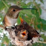 Веб-камера около гнезда колибри (Видео в реальном времени)