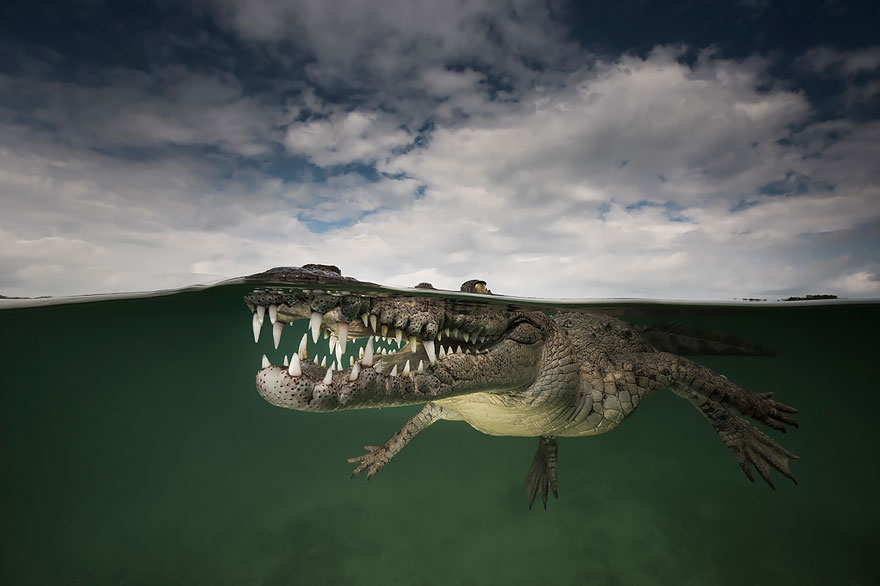 Куба_Американский_крокодил