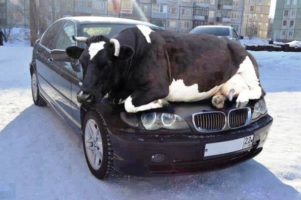 Корова_BMW