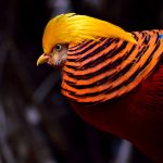 Самые красивые птицы мира