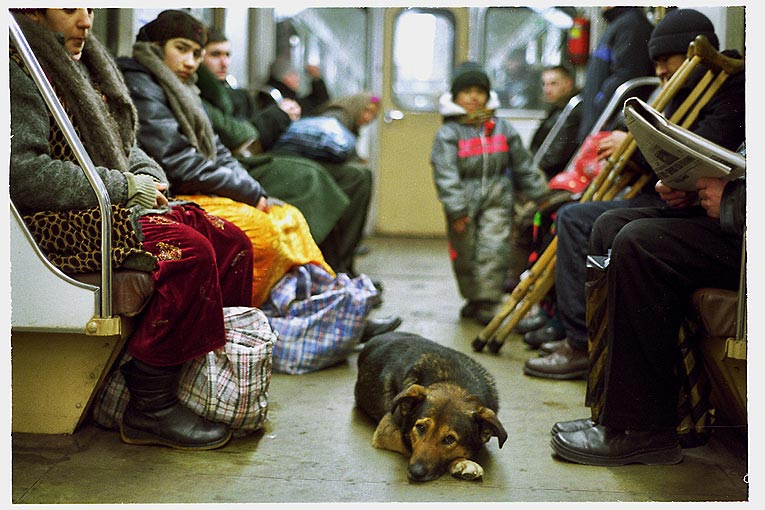 собака в метро