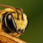 Пчёлы против коррупции 